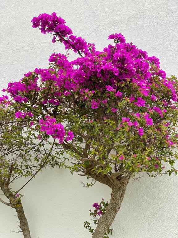 Fewo Cesar Manrique - Albufeira, Portugal Buitenkant foto